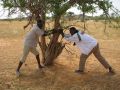 02 Baga et Al Ousseini essaient de detacher une branche cassee